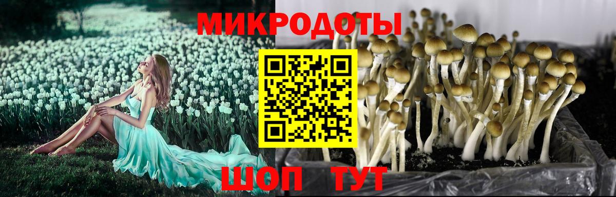 Псилоцибиновые грибы мицелий Острогожск